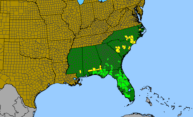 The range of Sagittaria isoetiformis